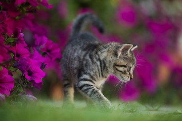 Kitten between petunia flowers