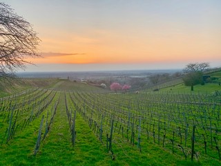 Fototapeta premium colorful vineyards