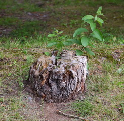 An old dry stump with a green shoot