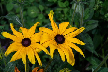 Black-Eyed Susans in Bloom