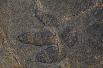 Yacimiento de Peñaportillo, Munilla, La Rioja , Spain, Europe