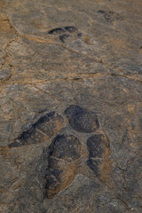 Yacimiento de Peñaportillo, Munilla, La Rioja , Spain, Europe