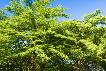 Fototapeta na wymiar Lush green trees with blue sky background