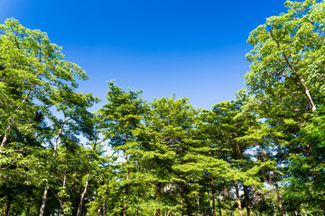 Lush green trees with blue sky background