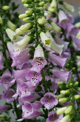 Blooming Fox Gloves in a Garden