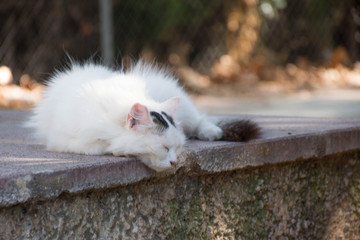 Fototapeta na wymiar Wild white cat sleeping and relaxed