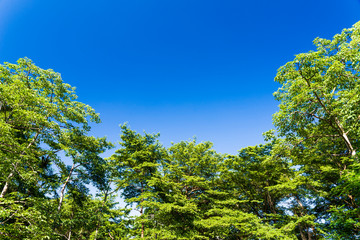 Lush green trees with blue sky as background