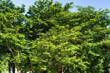 Close-up lush green trees in the park