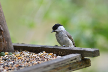 Portrait of  Marsh tit  on a feeder rack full of seeds in the garden
