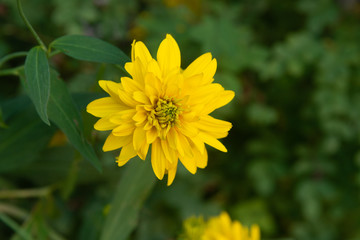 Yellow aster close-up on a green background of leaves. Macro