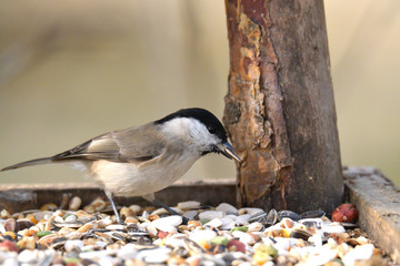 Portrait of  Marsh tit  on a feeder rack full of seeds in the garden