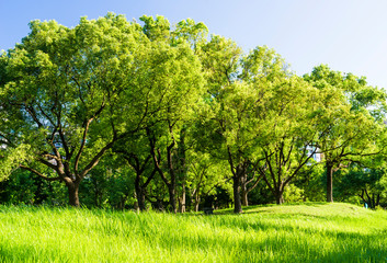 Green trees with the lawn in the park