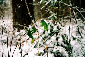 zielone liście pokryte  śniegiem ,zima