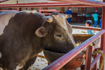 toro
