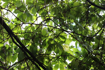 Fototapeta premium Scenic view of the wild green decorative grapes. Beautiful natural backdrop with fresh growing plants.