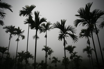 Fototapeta na wymiar Black palms on the beach