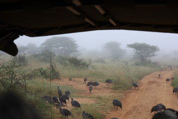 Vulturine Guineafowl on Road in Kenya, Africa