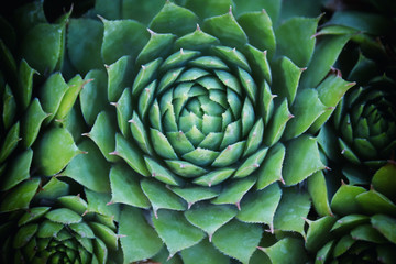 Obraz premium Hen and Chicks Green Succulents