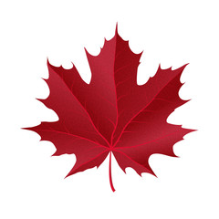autumn maple leaf vector on a white background