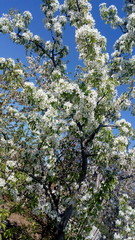 apple tree blooming in spring