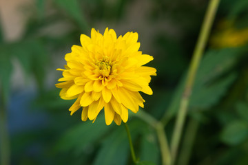 Yellow aster close-up on a green background of leaves. Macro