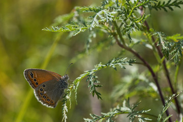 A beautiful butterfly sits on the grass on a sunny summer day. Macro photo of wildlife.
