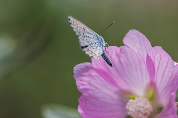 A beautiful blue butterfly sits on a pink flower on a sunny summer day. Macro photo of wildlife.