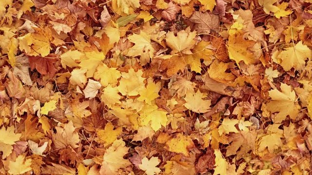 Seamless loopable background from rotating autumn leaves