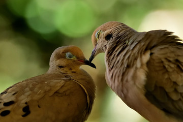 Romance of birds
