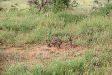 Flock of Guineafowl in Kenya, Africa