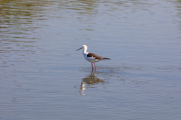 Il cavaliere d'Italia, Himantopus himantopus, uccello acquatico della famiglia dei Recurvirostridi.