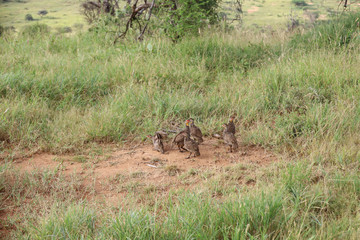 Flock of Guineafowl in Kenya, Africa