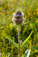 Pflanze: Wilde Karde (Dipsacus fullonum) begegnet auf der Schwäbischen Alb