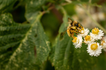 Bumblebee pollinating “Pearly Everlasting” flowers in Campbell River, Vancouver Island, British Columbia, Canada