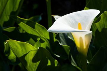 beautiful white calla lily flowers blooming in the garden. 