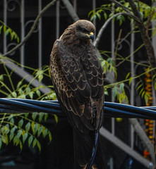 eagle sitting quietly after heavy rain