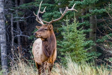 Naklejka na ściany i meble Elk in Woods