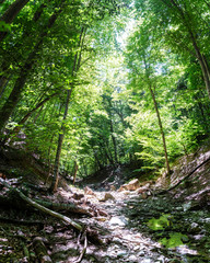 Mountain river in the forest in summer