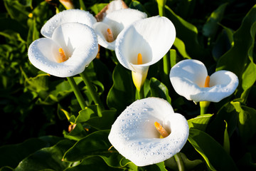 beautiful white calla lily flowers blooming in the field of Jhuzihu in Taipei, Taiwan. 