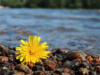 Flower on the rocks