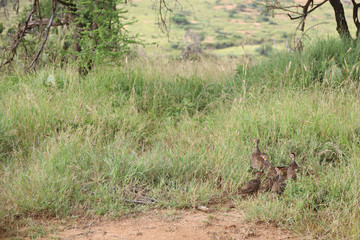 Flock of Guineafowl in Kenya, Africa