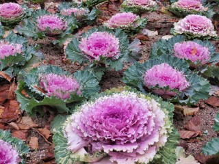 Obraz premium Purple fall flowers