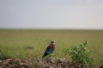 Lilac Breasted Roller Bird in Kenya, Africa