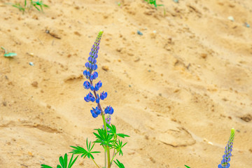 beautiful lupines on a sandy background