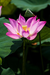 Obraz premium Close-up lotus flower in the garden with blurred background 