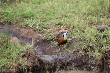 African Jacana Bird in Kenya, Africa