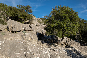 The geological sanctuary of karst, Bosc de Ses Monges, Lluc, Escorca, Mallorca, Balearic Islands, Spain