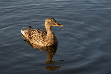Ente auf dem Wasser - Stockente