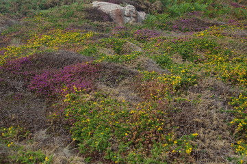 Bunte Heidelandschaft in der Bretagne