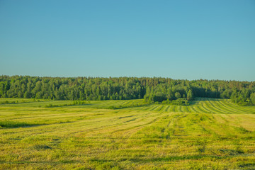 green meadow in front of a wooded hill